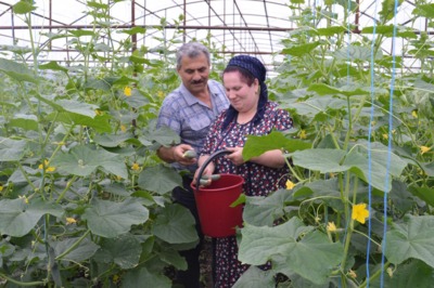 Фермер из Краснояружского района намерен вырастить более 30 тонн огурцов