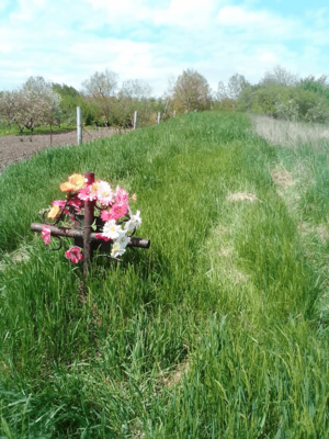 Белгородка нашла на своём огороде могилу времён Великой Отечественной войны