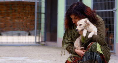 Белгородцам предлагают помочь бездомным животным