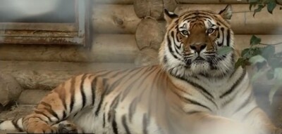 Покусавший залезшего в клетку мужчину бенгальский тигр Барсик будет жить в Старооскольском зоопарке