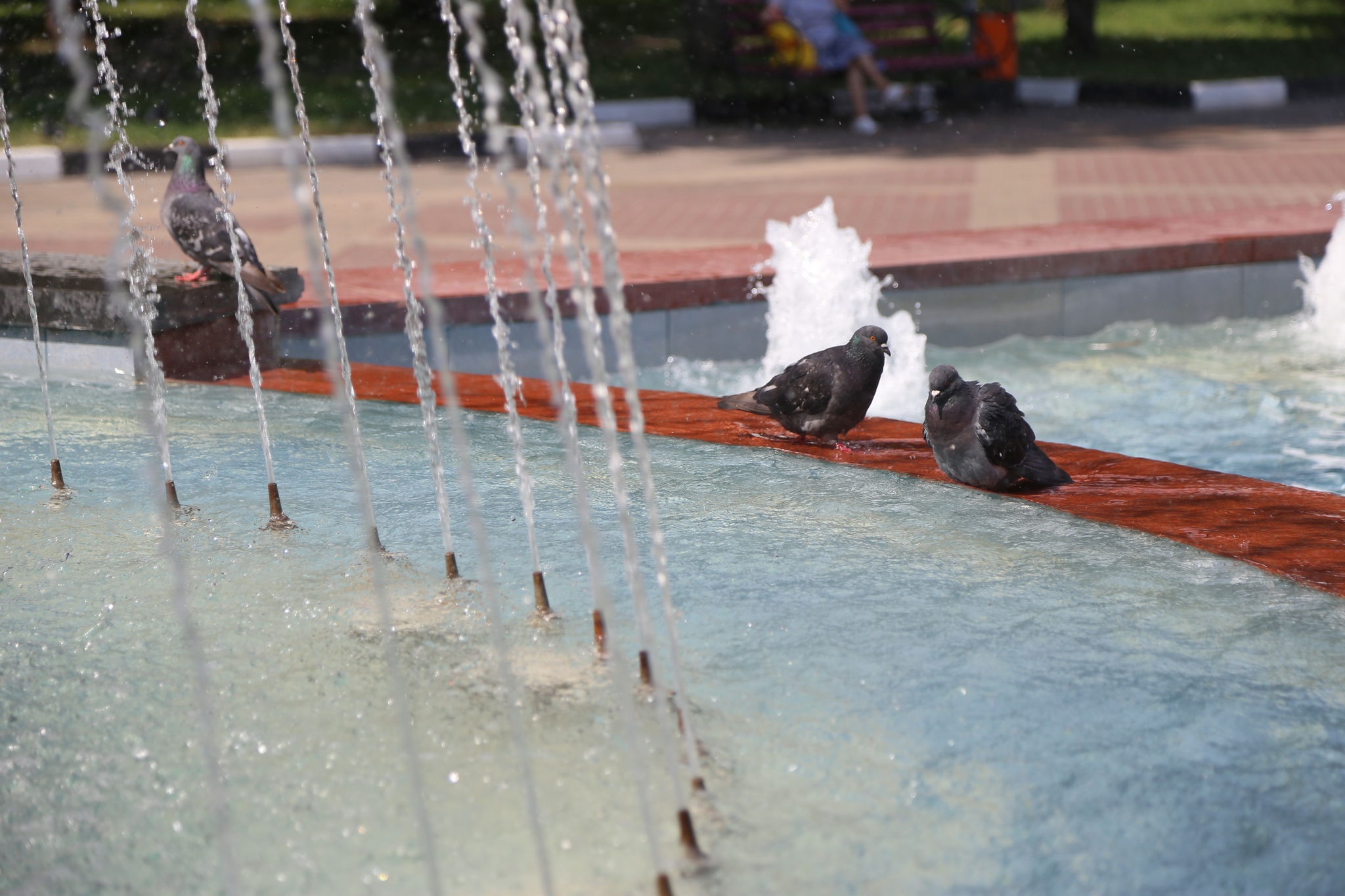 Голуби спасаются от жары в фонтане в парке Победы
