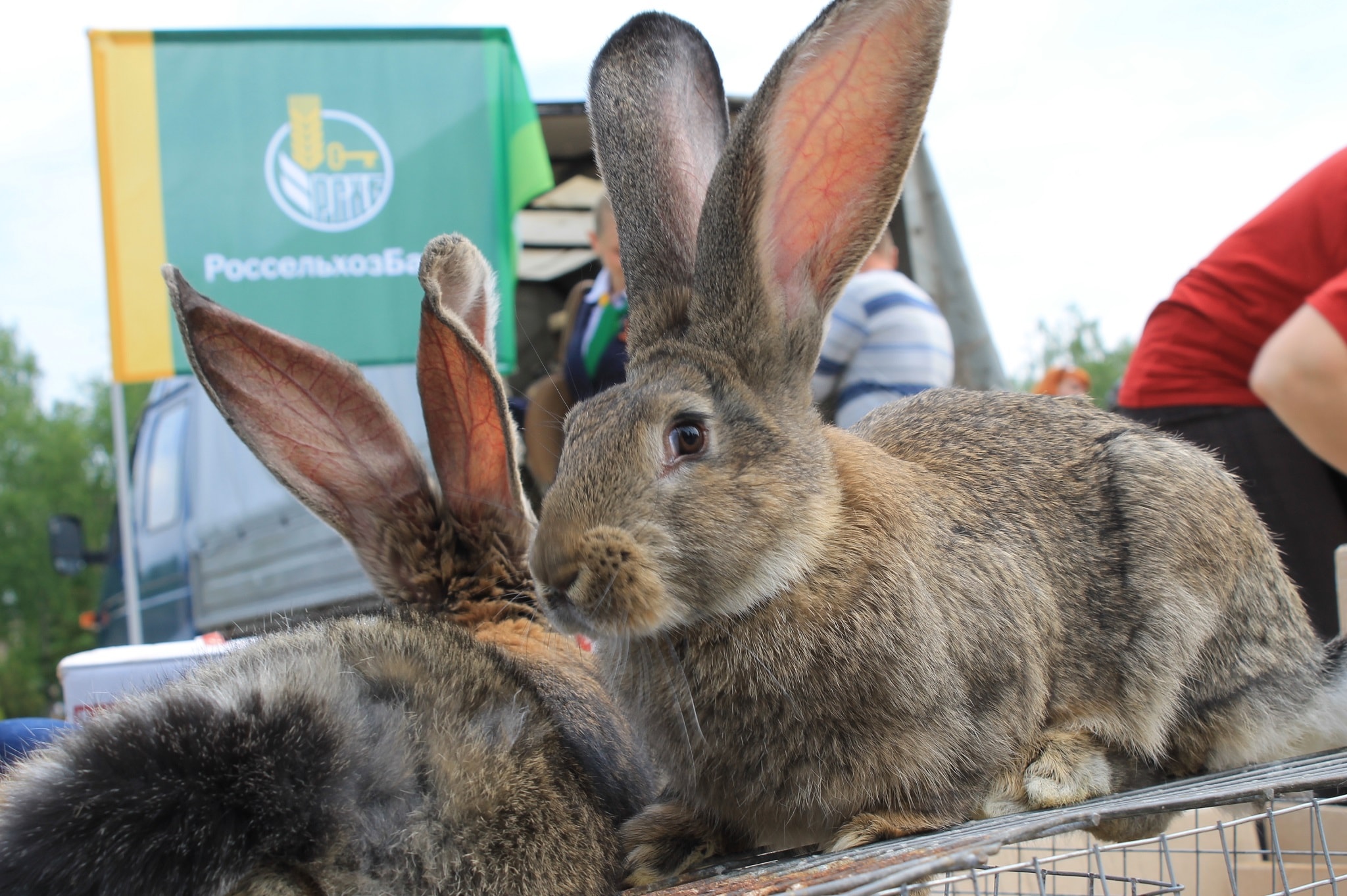 Купить кроликов белгородская. Кролики сельскохозяйственные. Выставка кроликов. Кролики в сельском хозяйстве. Кролики Грайворон.