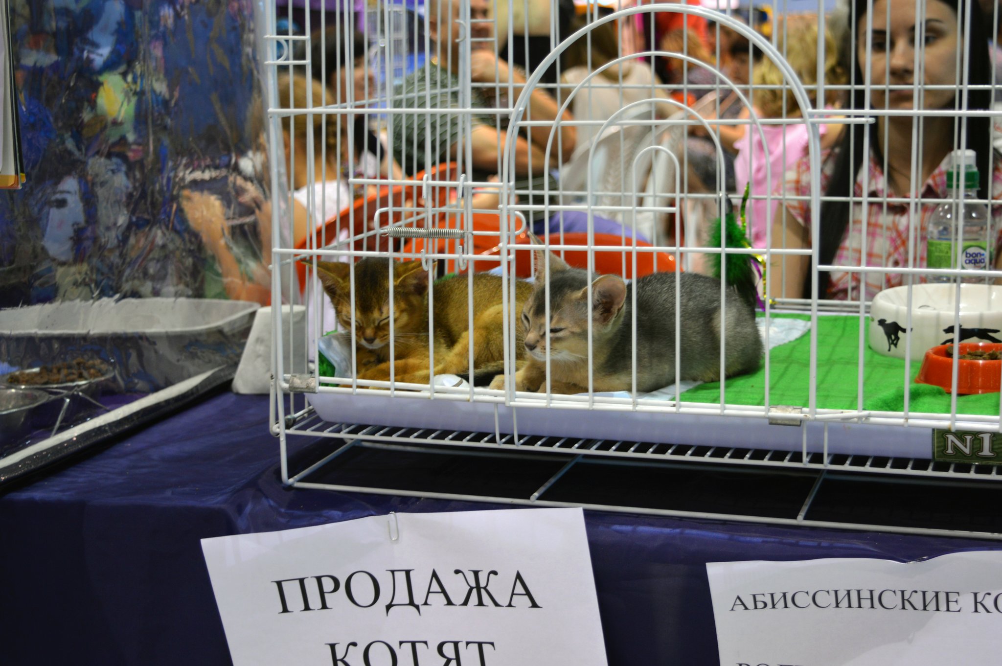 Сити молл выставка. Выставка кошек. Выставка кошек в Белгороде. Награды кошек на выставке. Выставка кошек в Сокольниках.