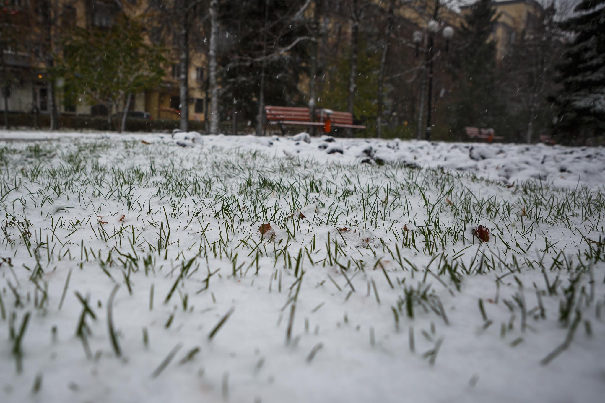 Теплый летний снег. Снег летом. Белгородская область снегопад. Первый снег в Белгороде. Март Белгородская область.