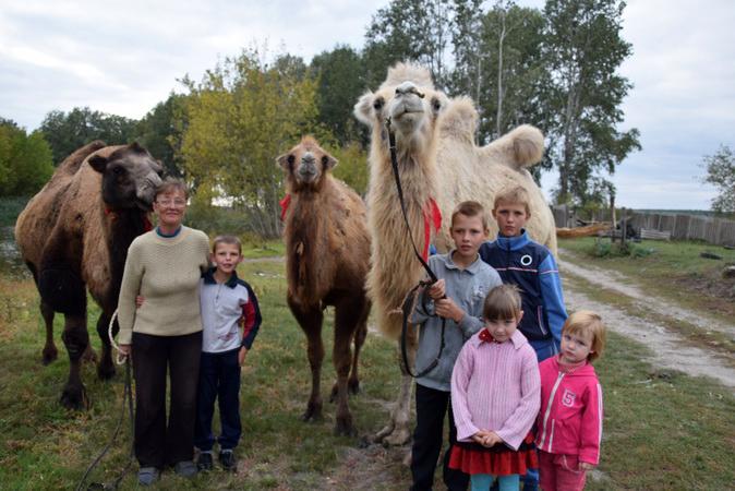 В Белгородской области начали разводить верблюдов