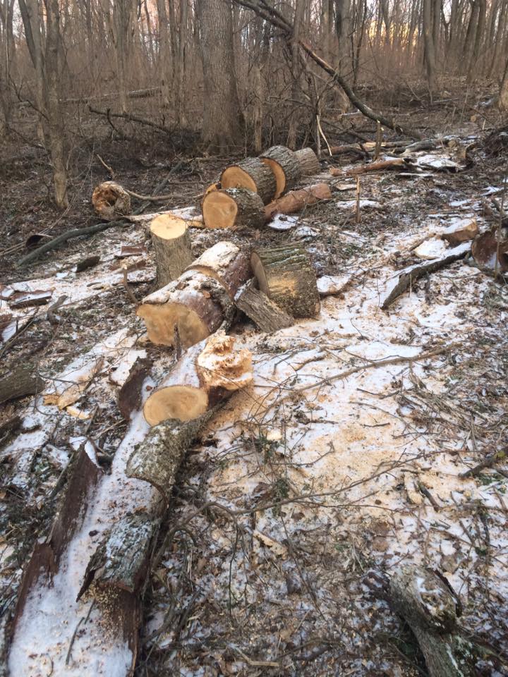 ​В мэрии Белгорода прокомментировали «вырубку» деревьев в Архиерейской роще