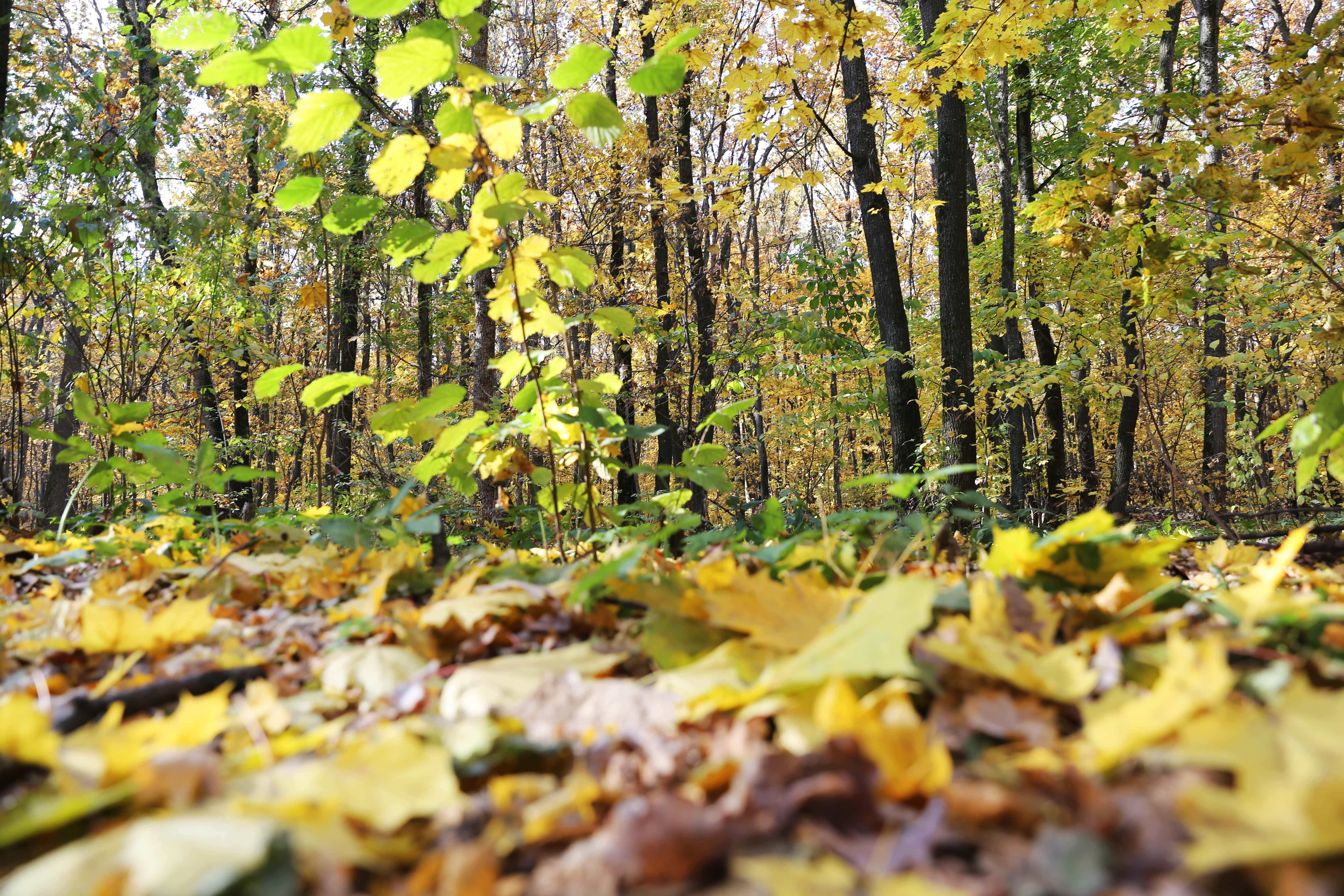 В Белгородском районе создадут природный парк «Муромский лес». Что там будет? 