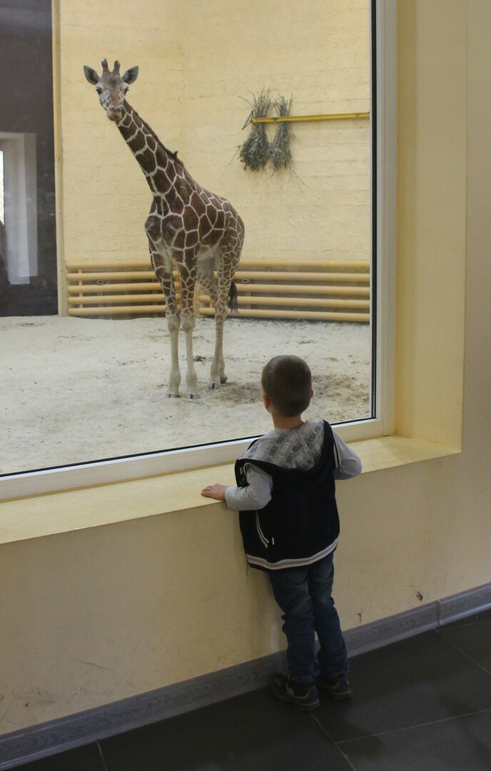 В Белгородском зоопарке опровергли слухи о чучеле жирафа