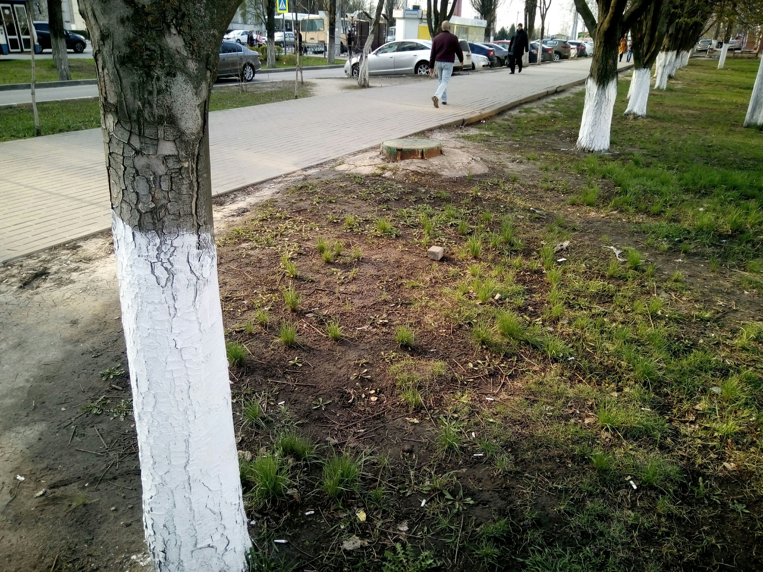 Юрий Галдун объяснил, почему в Белгороде продолжают красить бордюры и деревья