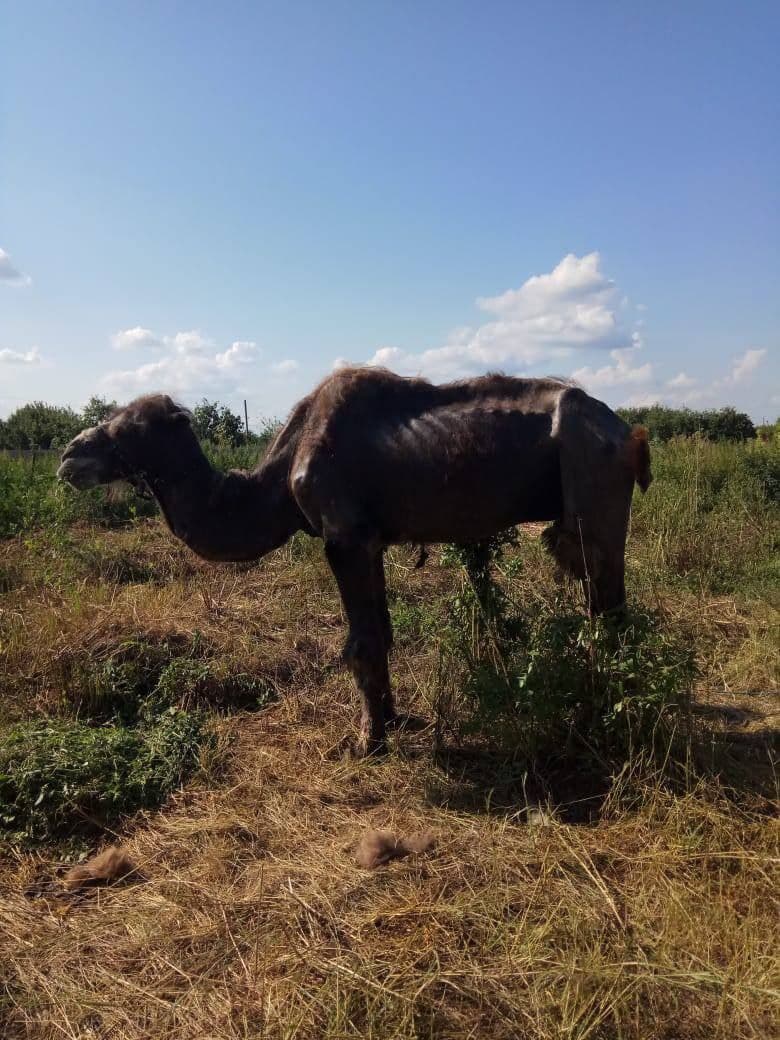 В Корочанском районе умер верблюд Чирчик