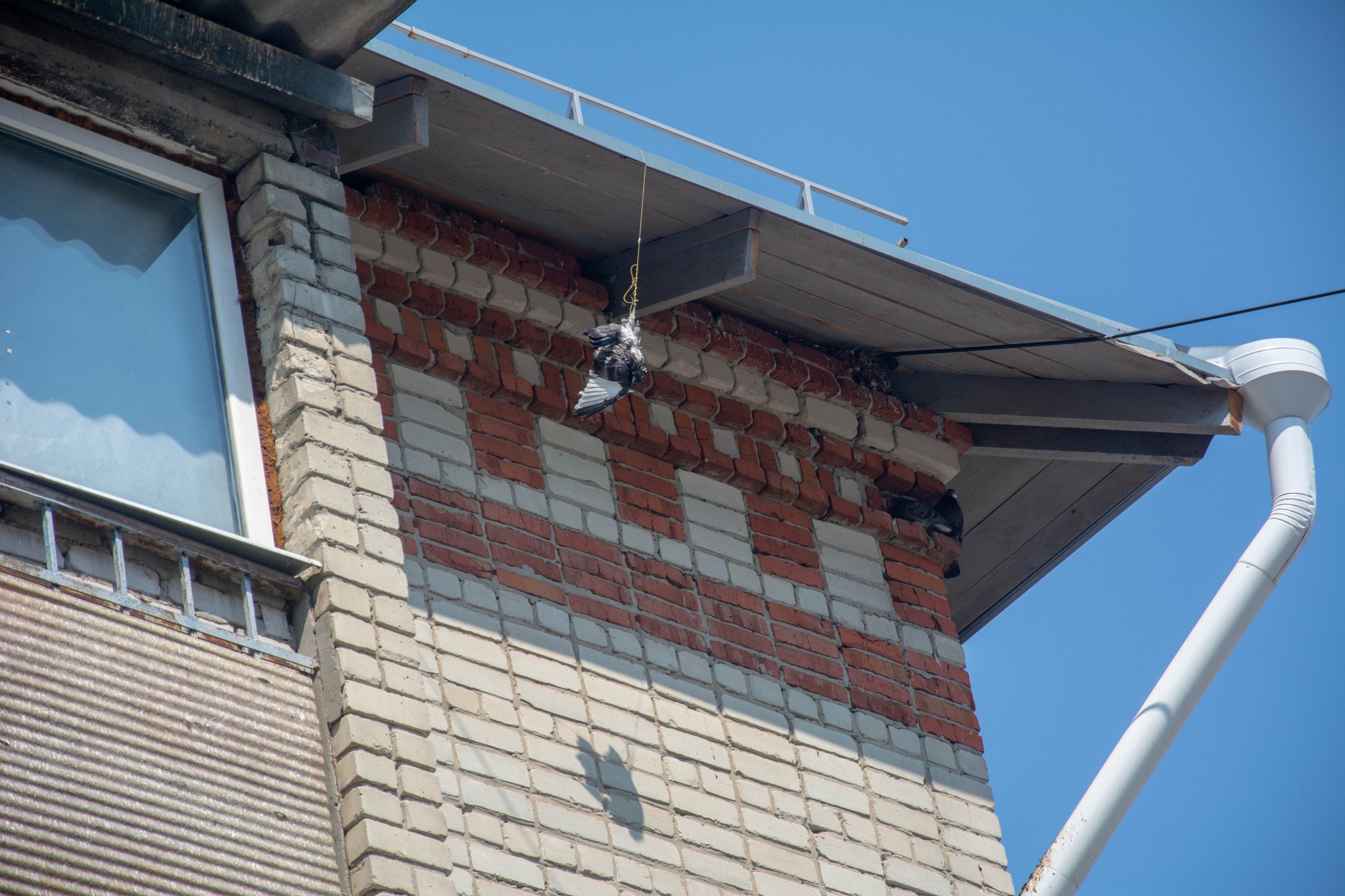 Сломал на крыше замок. Голуби прибитые на балконе в Израиле. Рабочий повесил вентилятор на крыше дома. Поломало балкон от ветра Новороссийск.
