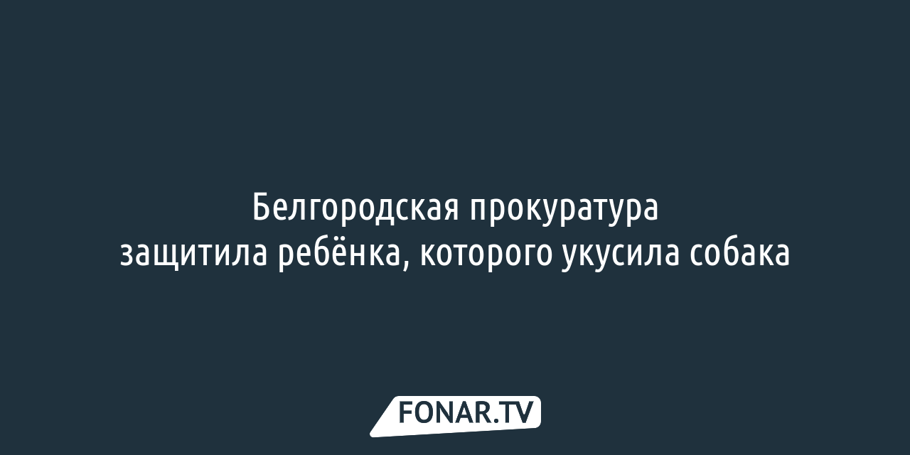 Кому нужна дворняжка. Как в Белгороде нашли хозяев для бездомных животных —  FONAR.TV