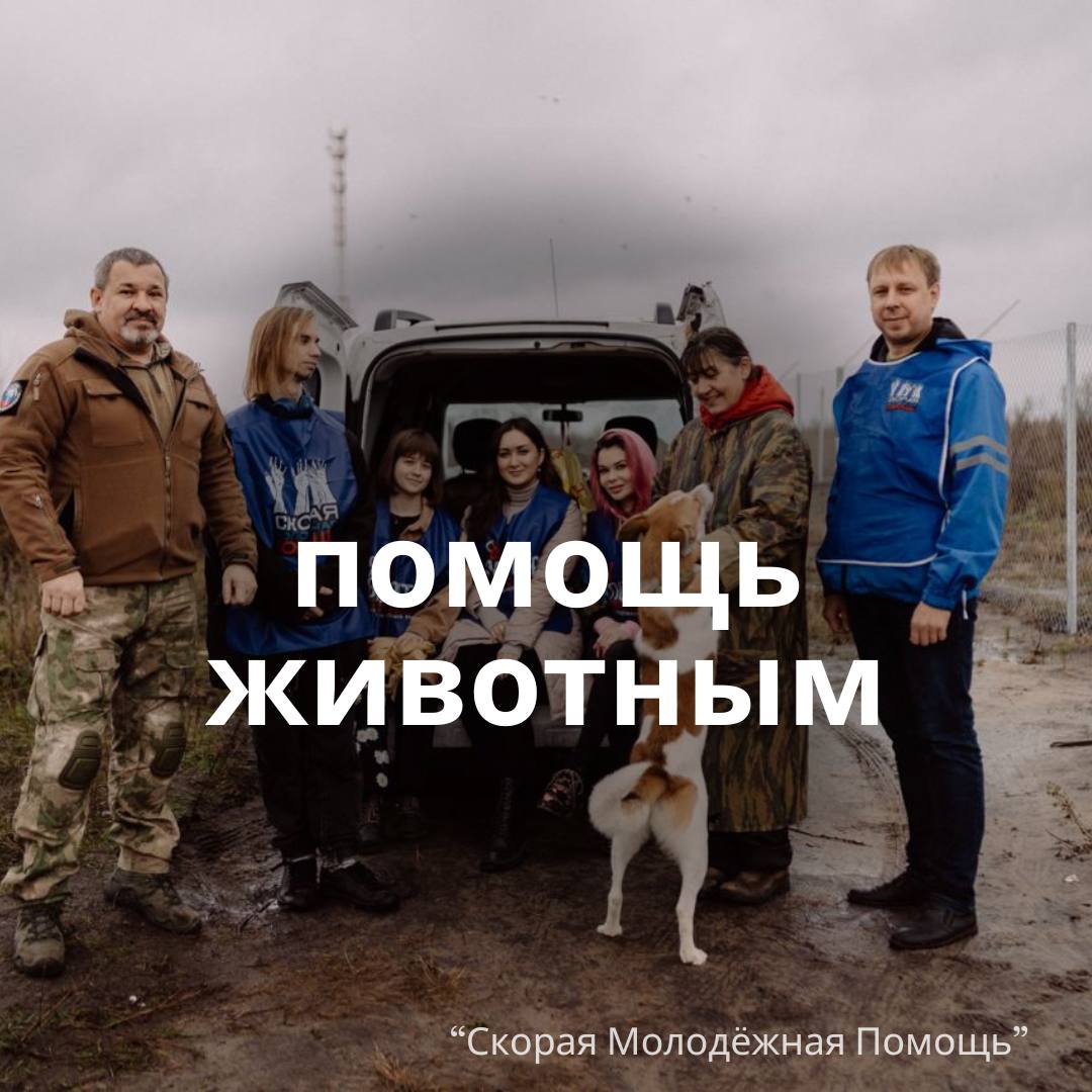 Белгородские активисты собирают помощь животным из шебекинского приюта