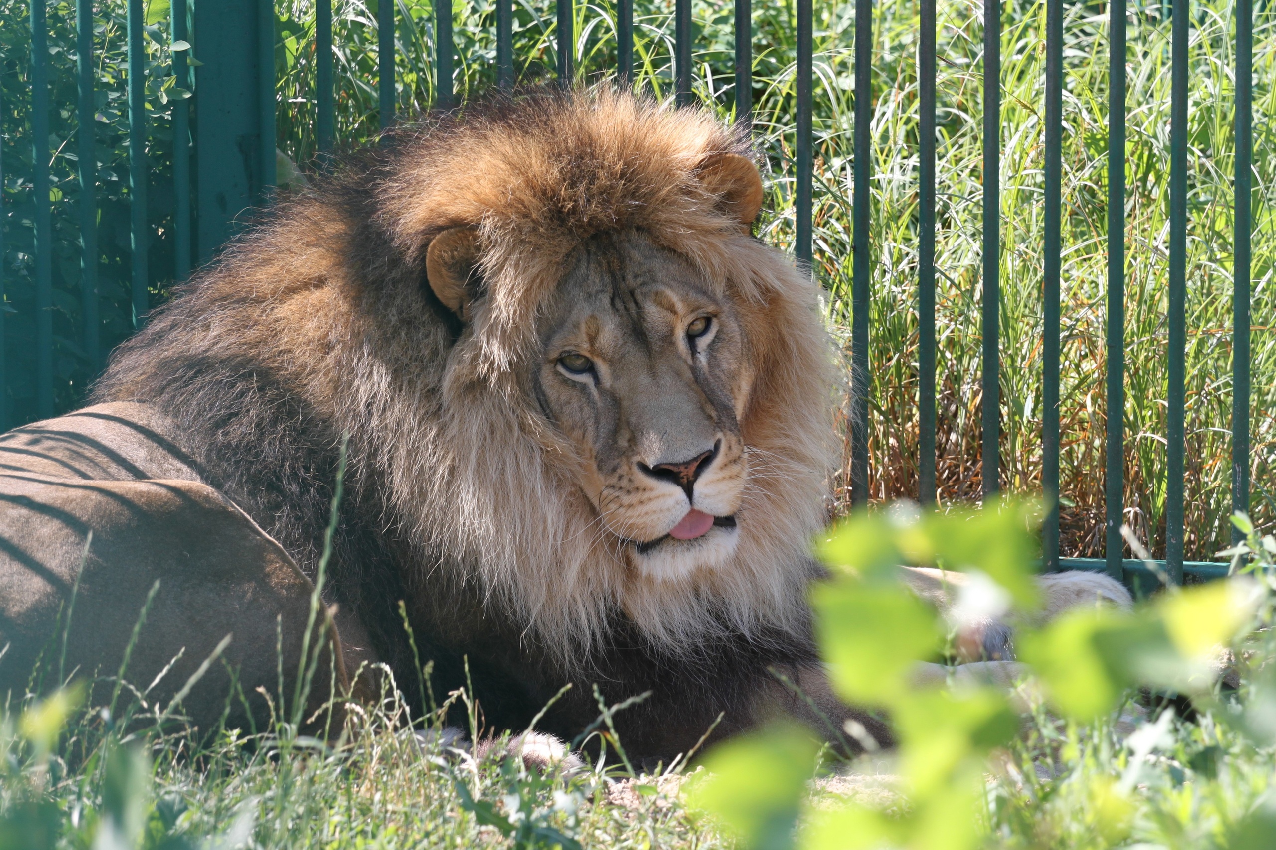 Умер символ Белгородского зоопарка — лев Бонапарт