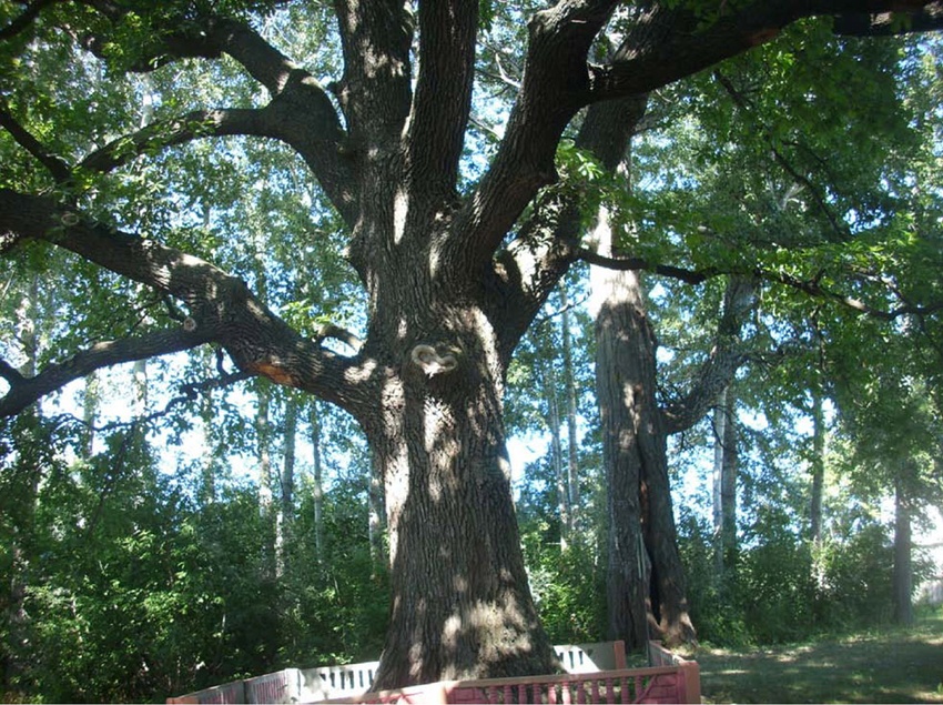 Редкодуб из Белгородской области занял второе место в конкурсе «Российское дерево года»